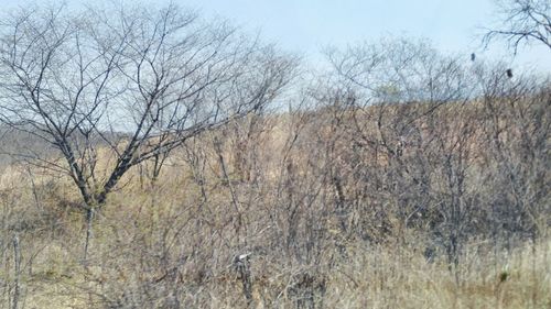 Bare trees against sky