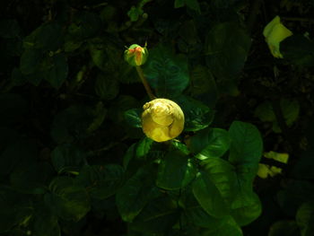 Close-up of yellow flowers