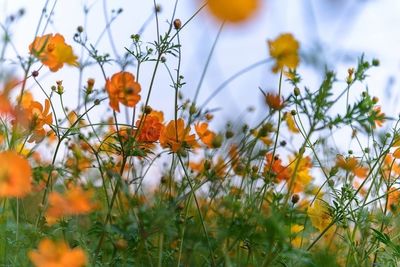 Close-up of yellow flower