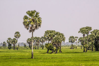 Trees on field against clear sky