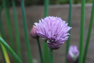 Close-up of purple flowering plant