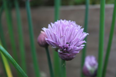 Close-up of purple flowering chive herb