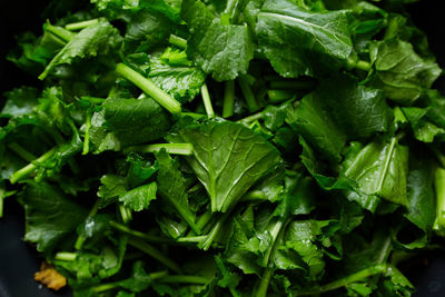 Close-up of chopped turnip leaves