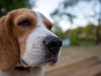 Close-up of dog looking away