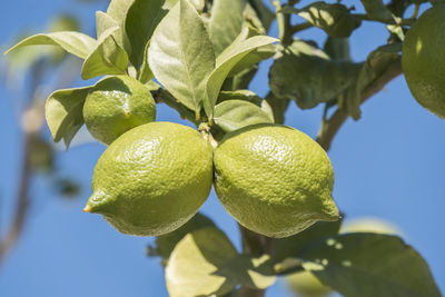 Low angle view of lemon on tree