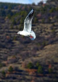 Seagull flying