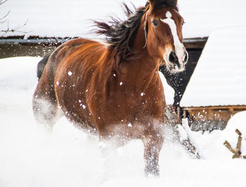 Close-up of horse on snow