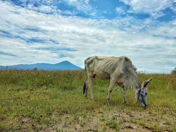 View of a horse on field against sky