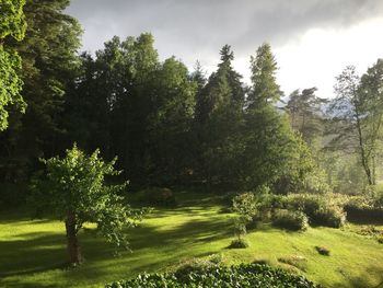 Trees and grass against sky