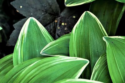 Close-up of green leaves