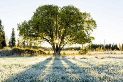 Trees on field against sky