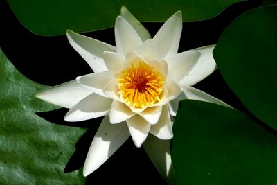 High angle view of white water lily blooming against black background