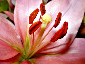 Close-up of pink flower