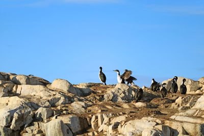Low angle view of birds on rock against clear blue sky