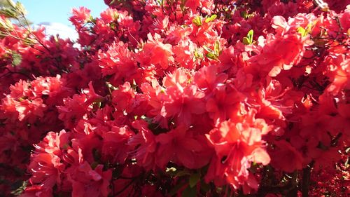 Close-up of pink flowers