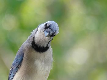 Close-up of bird perching against tree