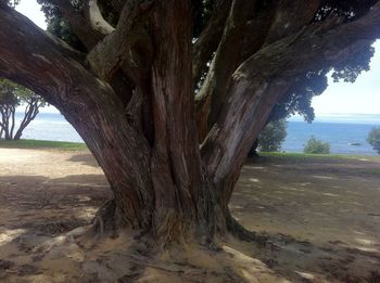 Tree on beach against sky