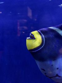 Close-up of fish swimming in sea