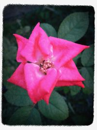 Close-up of pink flower