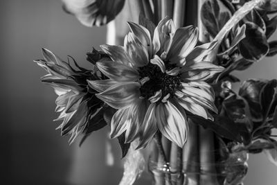 Close-up of flowering plant in vase