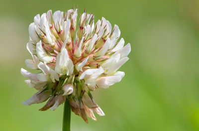 Macro shot of a white clover flower with a green background