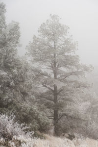 Trees in forest during winter