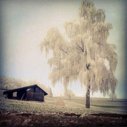 tree