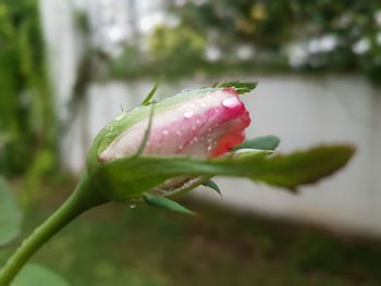 Close-up of red rose