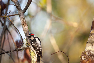 Downy woodpecker picoides pubescens perches on a tree at the corkscrew swamp sanctuary of naples