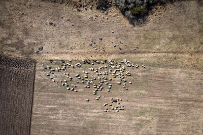 Directly above shot of birds on field