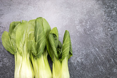 High angle view of plant