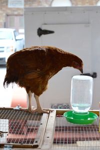 Chicken perching on cage by bird feeder