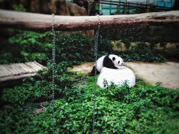 View of a dog against plants