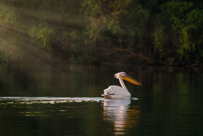 Bird in lake