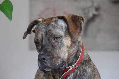 Close-up of dog looking away