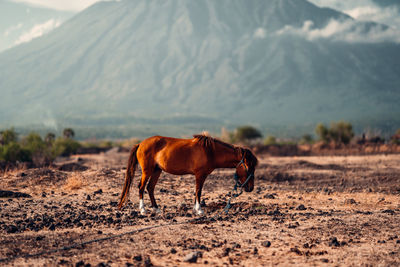 Horse in a field