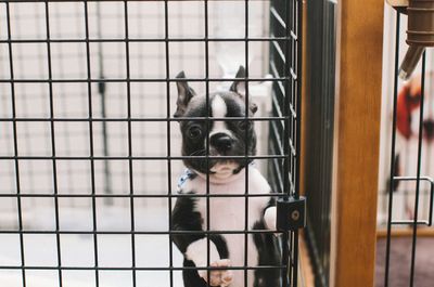 Boston terrier in cage