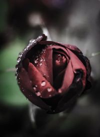 Close-up of wet rose