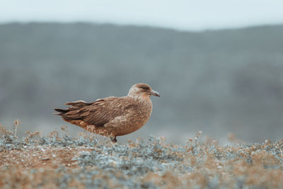 Bird perching on land