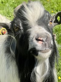 Close-up portrait of a horse