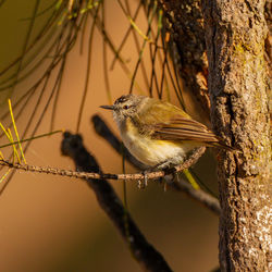 Close-up of bird perching on tree