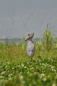 Bird in water