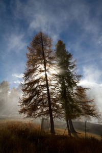 Trees on field against sky