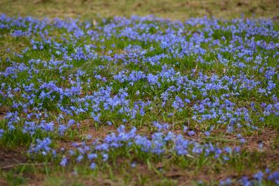 Purple flowers growing in field