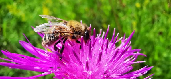 Close-up of honey bee pollinating on purple flower