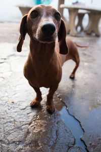 Portrait of dachshund dog standing in water