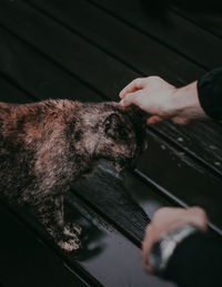 High angle view of person hand with cat