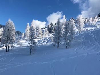 Trees on snow covered landscape against sky