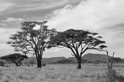 Tree on field against sky