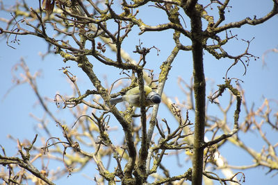 Low angle view of bird on branch against sky